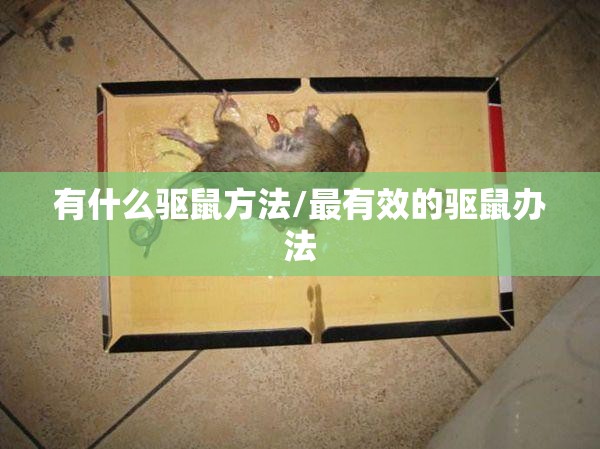 有什么驱鼠方法/最有效的驱鼠办法