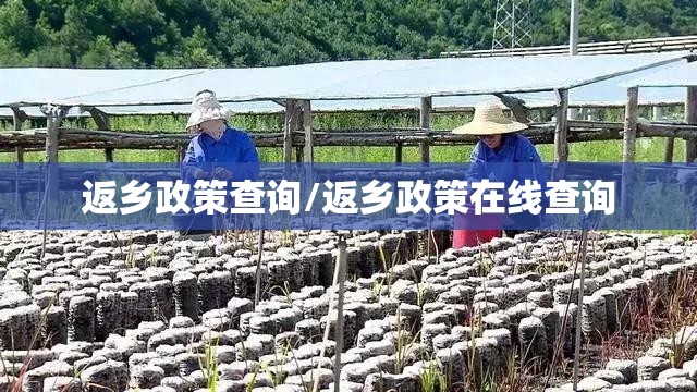 返乡政策查询/返乡政策在线查询