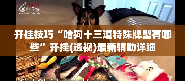 开挂技巧“哈狗十三道特殊牌型有哪些”开挂(透视)最新辅助详细