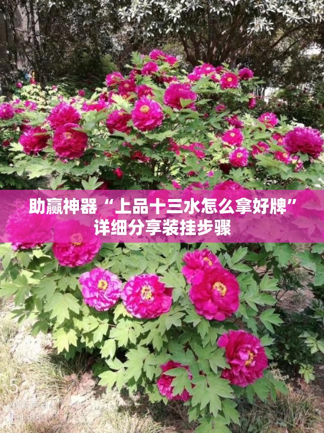 助赢神器“上品十三水怎么拿好牌”详细分享装挂步骤