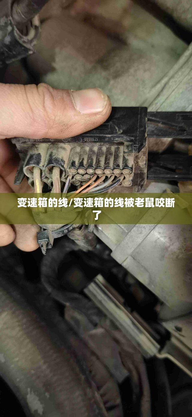 变速箱的线/变速箱的线被老鼠咬断了