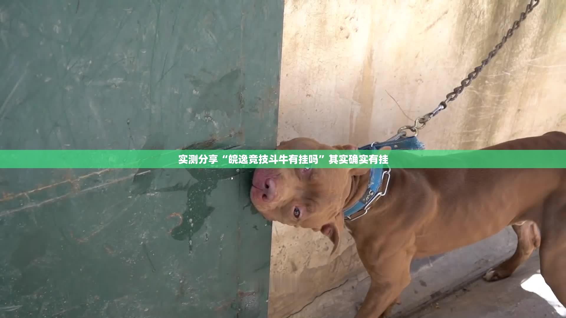 实测分享“皖逸竞技斗牛有挂吗”其实确实有挂