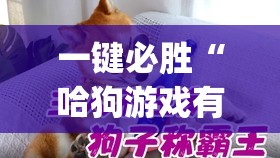 一键必胜“哈狗游戏有没有挂	”(透视)其实确实有挂