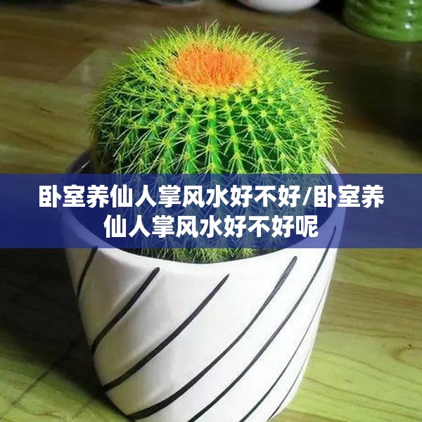 卧室养仙人掌风水好不好/卧室养仙人掌风水好不好呢