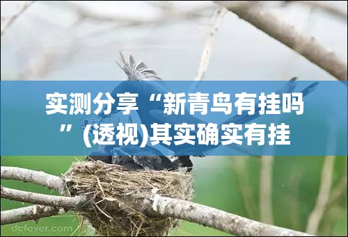 实测分享“新青鸟有挂吗”(透视)其实确实有挂