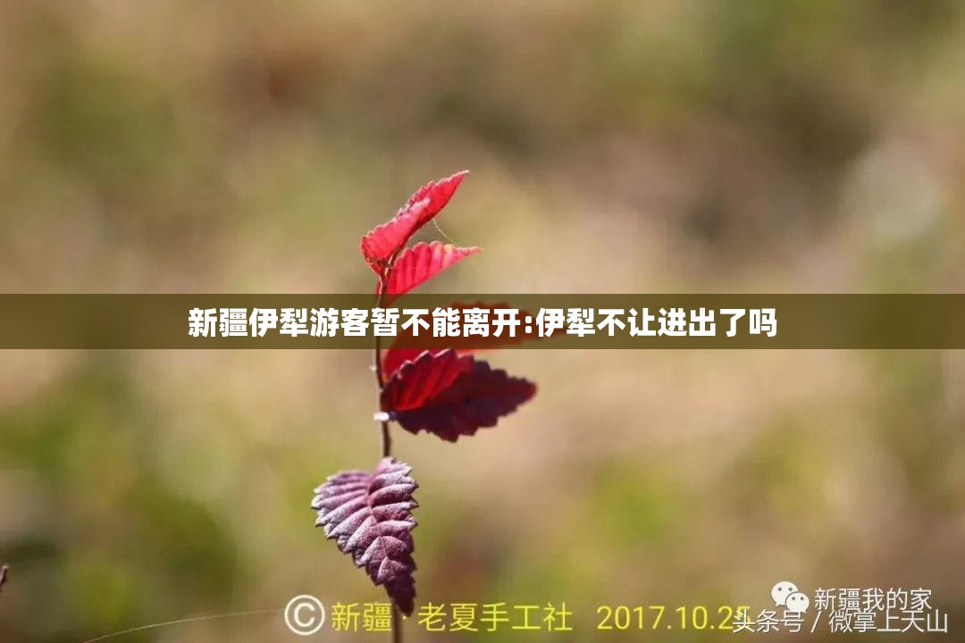 新疆伊犁游客暂不能离开:伊犁不让进出了吗