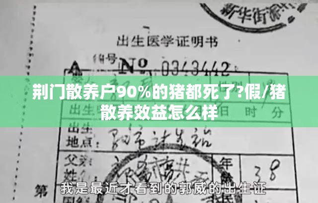 荆门散养户90%的猪都死了?假/猪散养效益怎么样