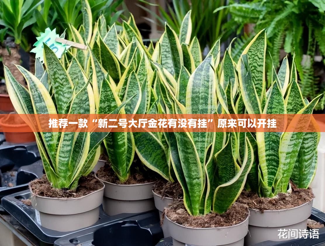 推荐一款“新二号大厅金花有没有挂”原来可以开挂