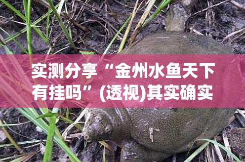 实测分享“金州水鱼天下有挂吗”(透视)其实确实有挂