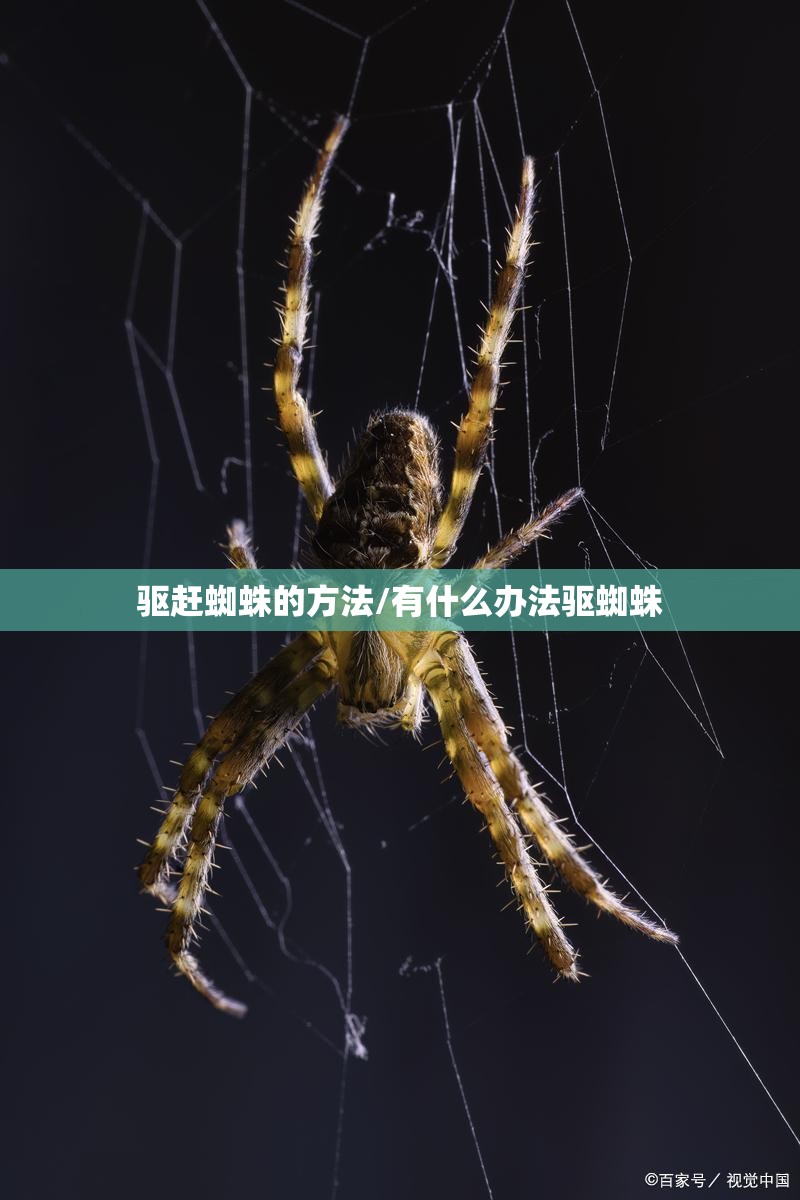 驱赶蜘蛛的方法/有什么办法驱蜘蛛