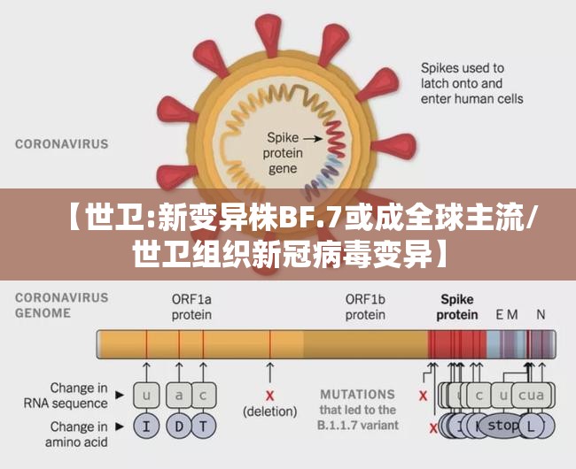 【世卫:新变异株BF.7或成全球主流/世卫组织新冠病毒变异】 【世卫:新变异株BF.7或成全球主流/世卫组织新冠病毒变异】