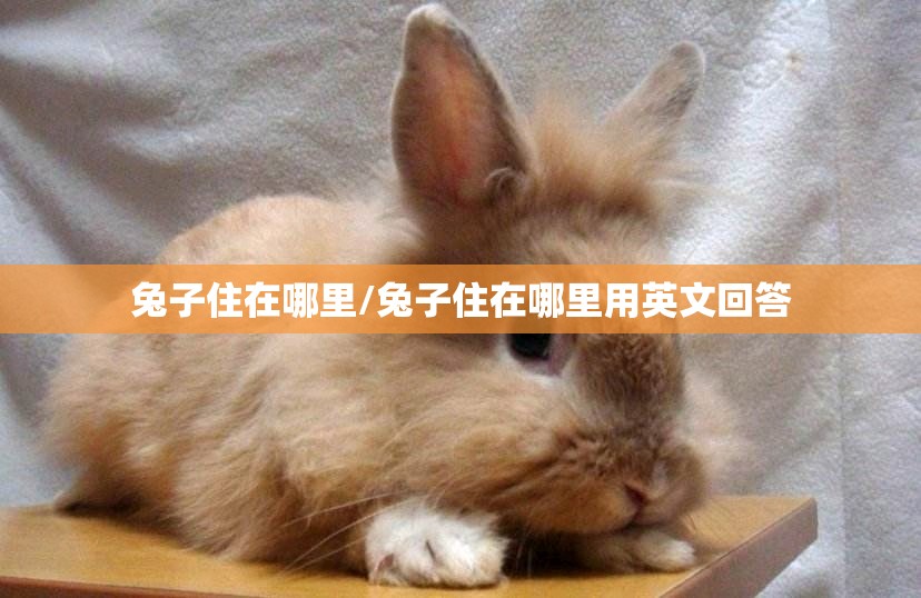 兔子住在哪里/兔子住在哪里用英文回答