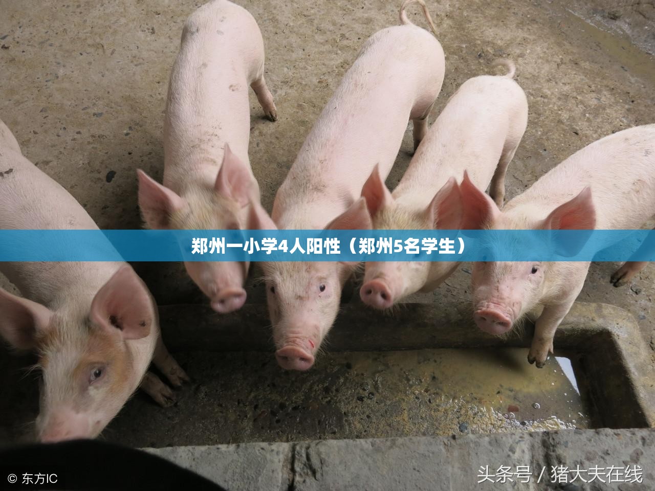 郑州一小学4人阳性（郑州5名学生）
