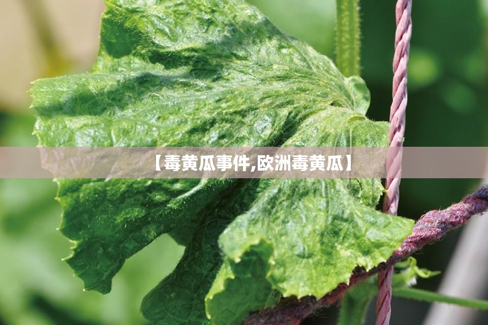 【毒黄瓜事件,欧洲毒黄瓜】