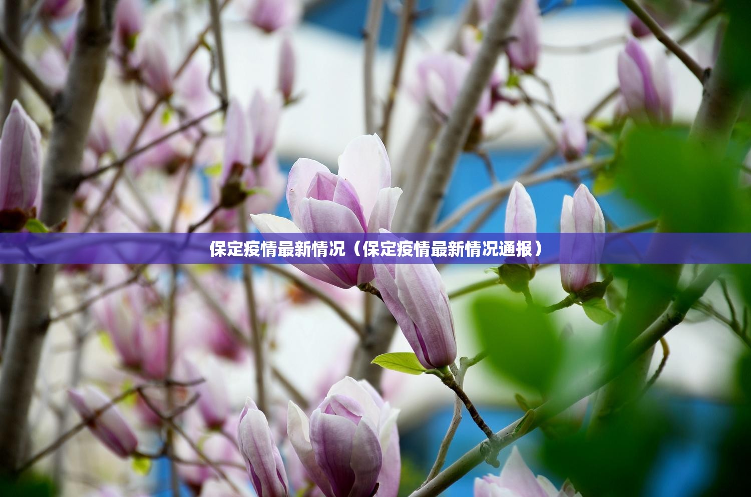 保定疫情最新情况（保定疫情最新情况通报）