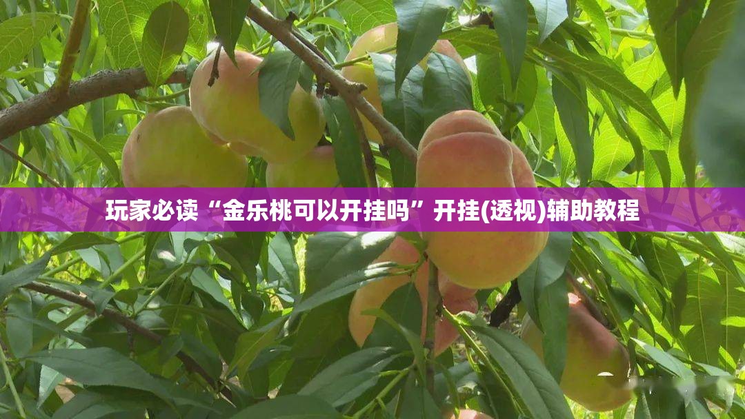 玩家必读“金乐桃可以开挂吗”开挂(透视)辅助教程