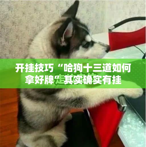 开挂技巧“哈狗十三道如何拿好牌”其实确实有挂