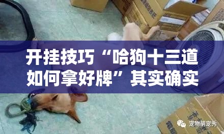 开挂技巧“哈狗十三道如何拿好牌”其实确实有挂