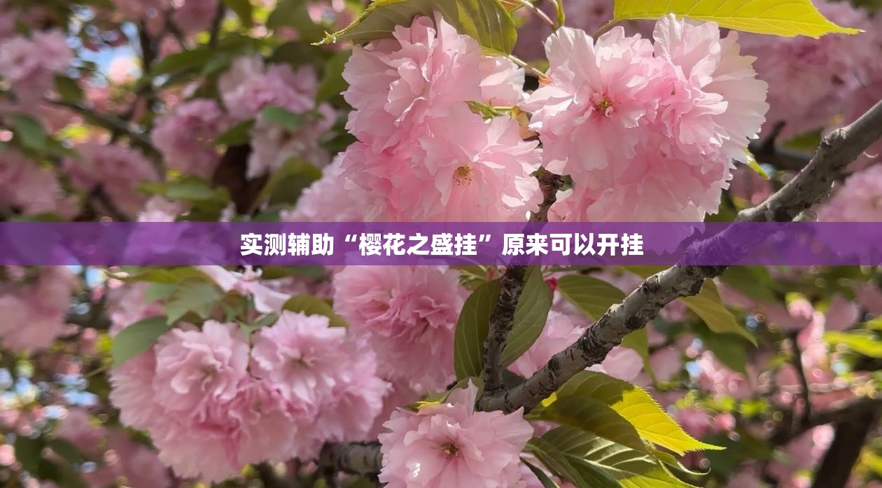 实测辅助“樱花之盛挂”原来可以开挂