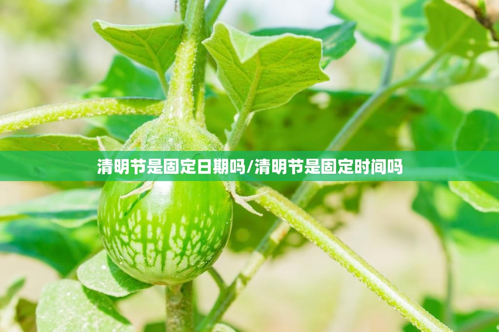 清明节是固定日期吗/清明节是固定时间吗