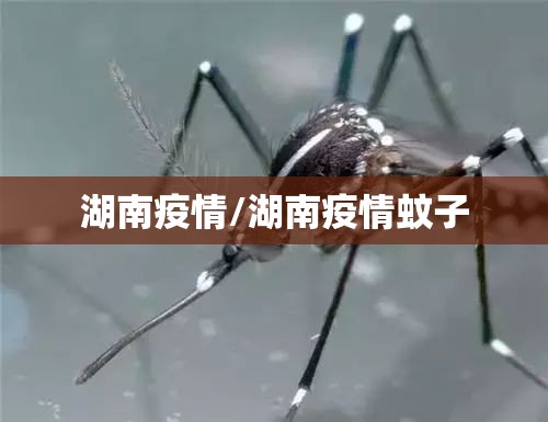 湖南疫情/湖南疫情蚊子