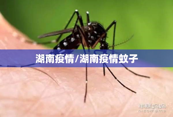 湖南疫情/湖南疫情蚊子