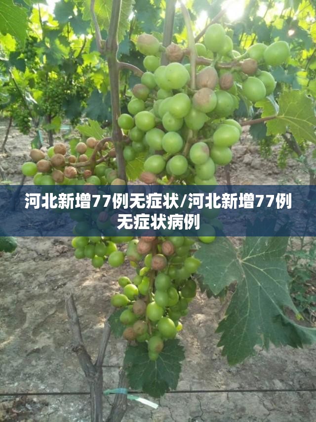 河北新增77例无症状/河北新增77例无症状病例 河北新增77例无症状/河北新增77例无症状病例