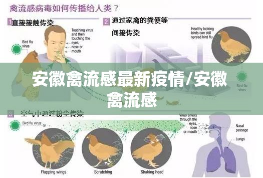 安徽禽流感最新疫情/安徽 禽流感 安徽禽流感最新疫情/安徽 禽流感
