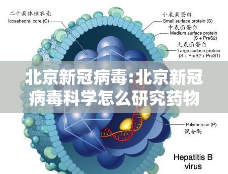 北京新冠病毒:北京新冠病毒科学怎么研究药物治疗比较好的方式 北京新冠病毒:北京新冠病毒科学怎么研究药物治疗比较好的方式