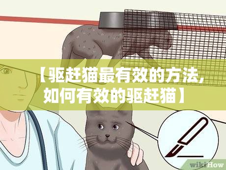 【驱赶猫最有效的方法,如何有效的驱赶猫】 【驱赶猫最有效的方法,如何有效的驱赶猫】