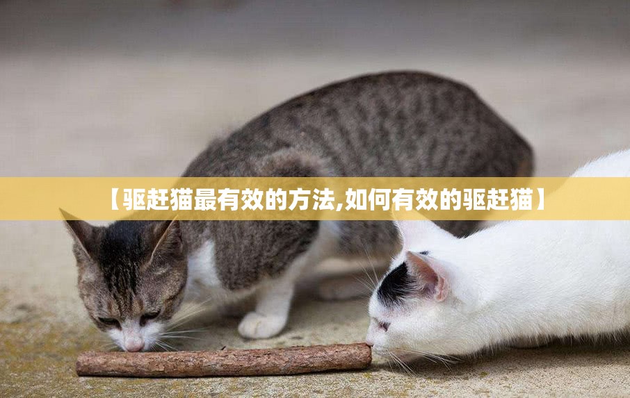 【驱赶猫最有效的方法,如何有效的驱赶猫】 【驱赶猫最有效的方法,如何有效的驱赶猫】