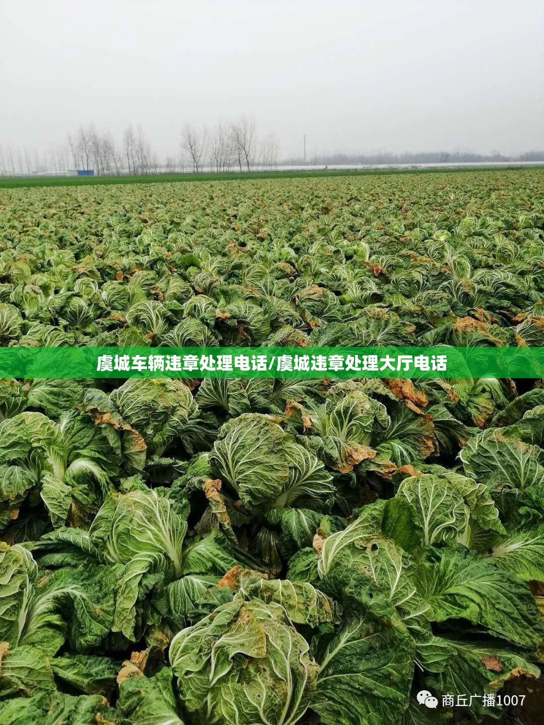 虞城车辆违章处理电话/虞城违章处理大厅电话 虞城车辆违章处理电话/虞城违章处理大厅电话