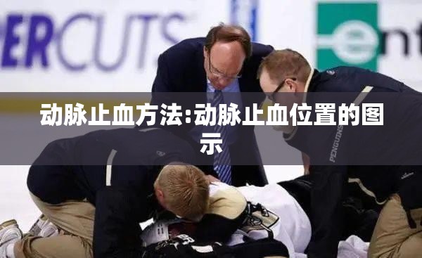 动脉止血方法:动脉止血位置的图示 动脉止血方法:动脉止血位置的图示