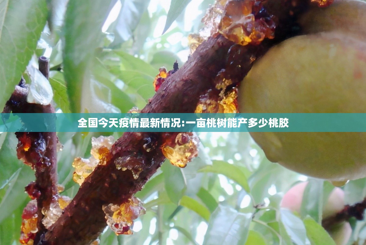 全国今天疫情最新情况:一亩桃树能产多少桃胶