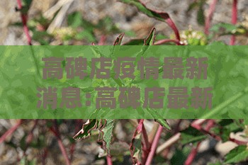高碑店疫情最新消息:高碑店最新政策通知
