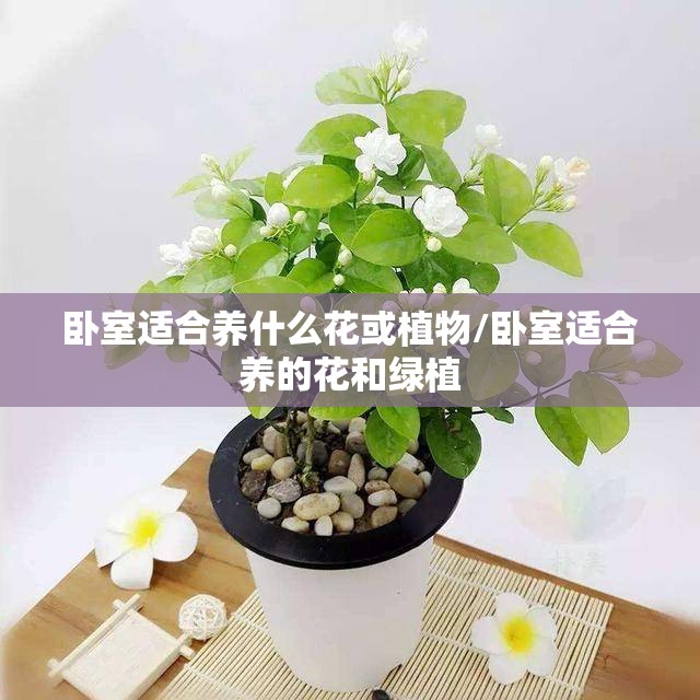 卧室适合养什么花或植物/卧室适合养的花和绿植