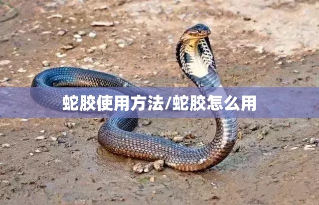 蛇胶使用方法/蛇胶怎么用 蛇胶使用方法/蛇胶怎么用