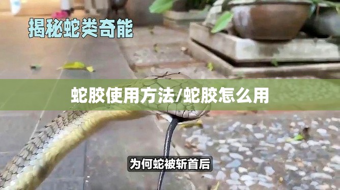 蛇胶使用方法/蛇胶怎么用 蛇胶使用方法/蛇胶怎么用