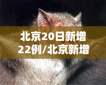 北京20日新增22例/北京新增新冠病毒最新消息 北京20日新增22例/北京新增新冠病毒最新消息