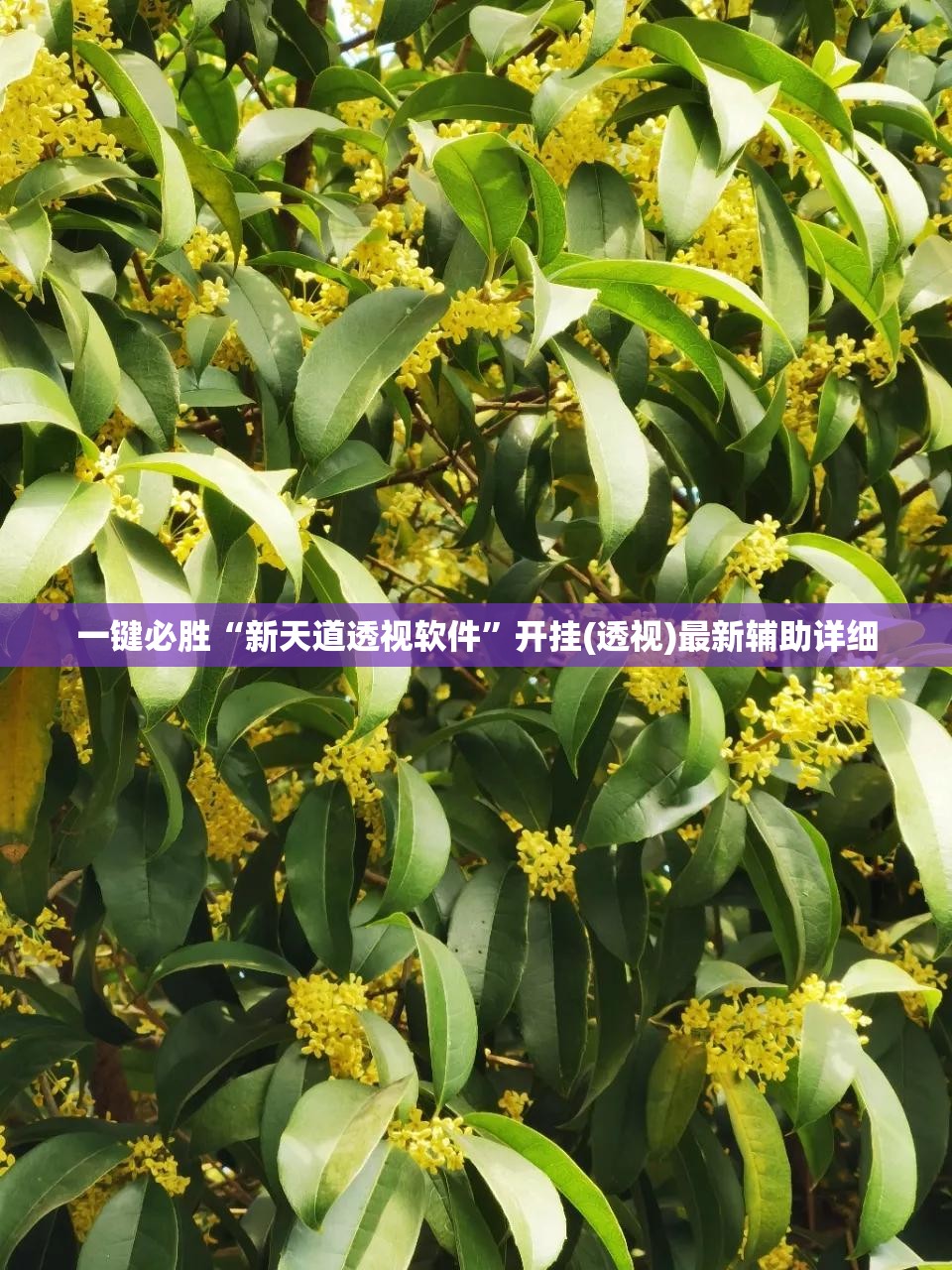 一键必胜“新天道透视软件”开挂(透视)最新辅助详细