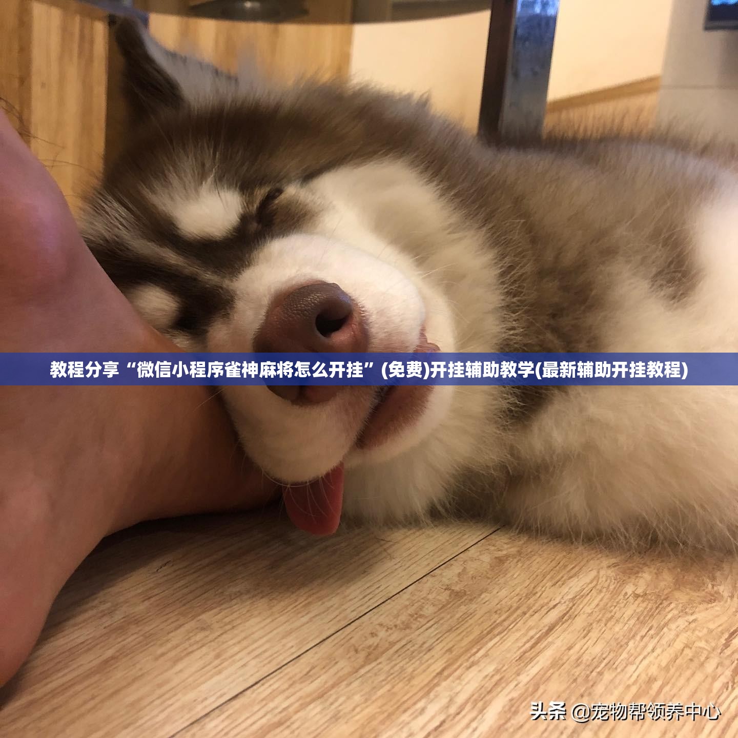 教程分享“微信小程序雀神麻将怎么开挂”(免费)开挂辅助教学(最新辅助开挂教程)